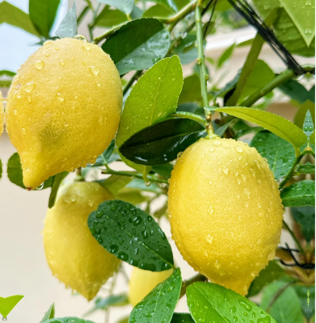 🍋Potted Perfume Lemon Seeds