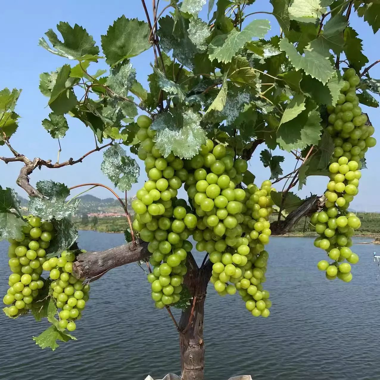 Shine Muscat Tree Seeds-Sunshine Rose Grape(🪴Can be potted)