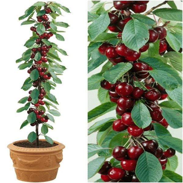 Rainier Cherry Fruit Seeds(Buy 3 Get 1 Free)