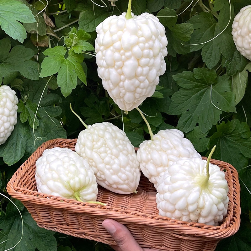🥰The Latest Non-GMO Variety: Apple Bitter Melon