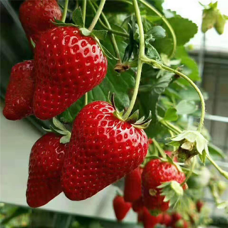 All-season Strawberry Seeds