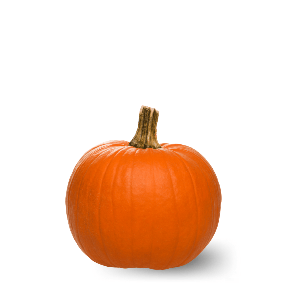 Pumpkin Mammoth Gold Seeds – Giant Size, Golden Skin & Sweet Flesh