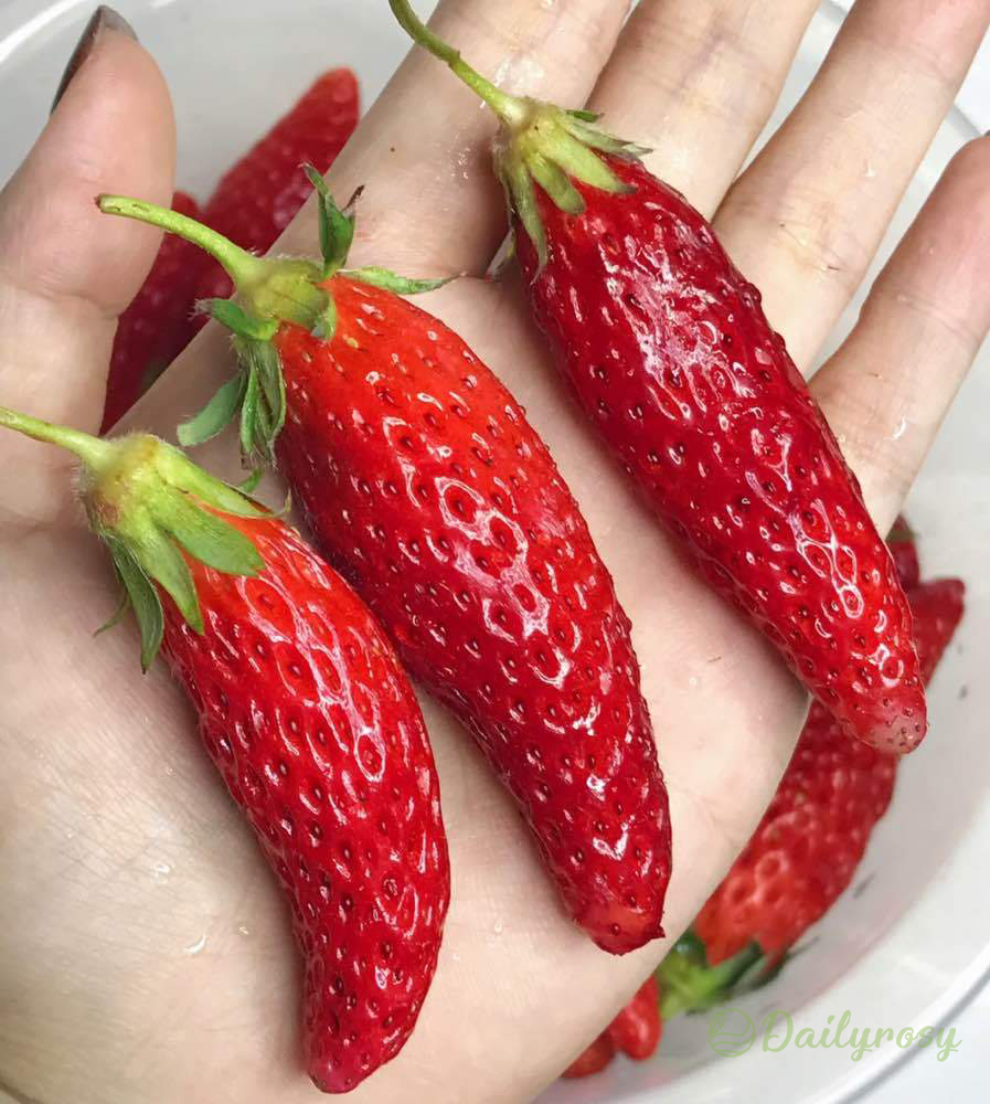 🍓Chili Strawberry Seeds – Easy Growing, Sweet Harvests