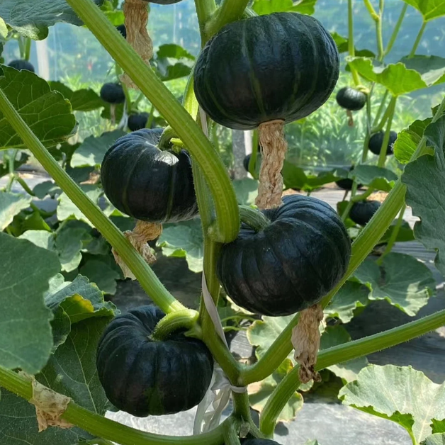 🎃Kabocha Pumpkin Seeds