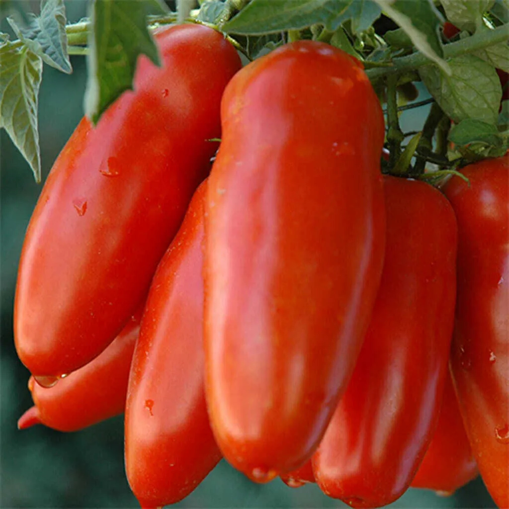 Non Gmo Tomato Red Banana Seeds