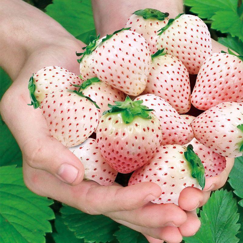 🍓White Milk Strawberry Seeds(🪴Buy 3 Get 1 Free)