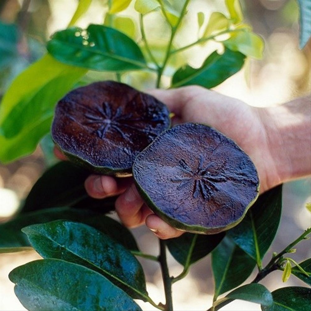 Black Sapote Seeds