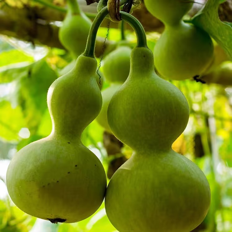Hand-twisted Small Gourd Seeds