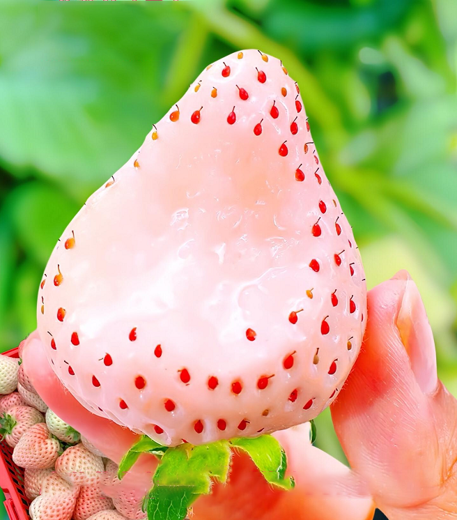 Rare Creamy White Strawberry Seeds
