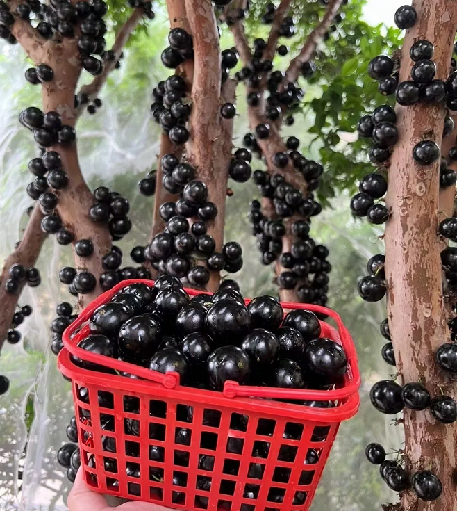 Jabuticaba-Tree Grape Seeds