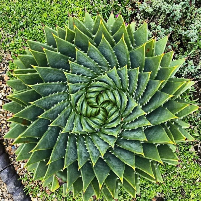 Spiral Aloe Drought Tolerant Edible