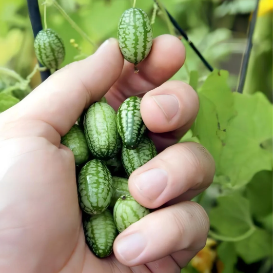 🍉Rare Organic Thumb Watermelon Seeds