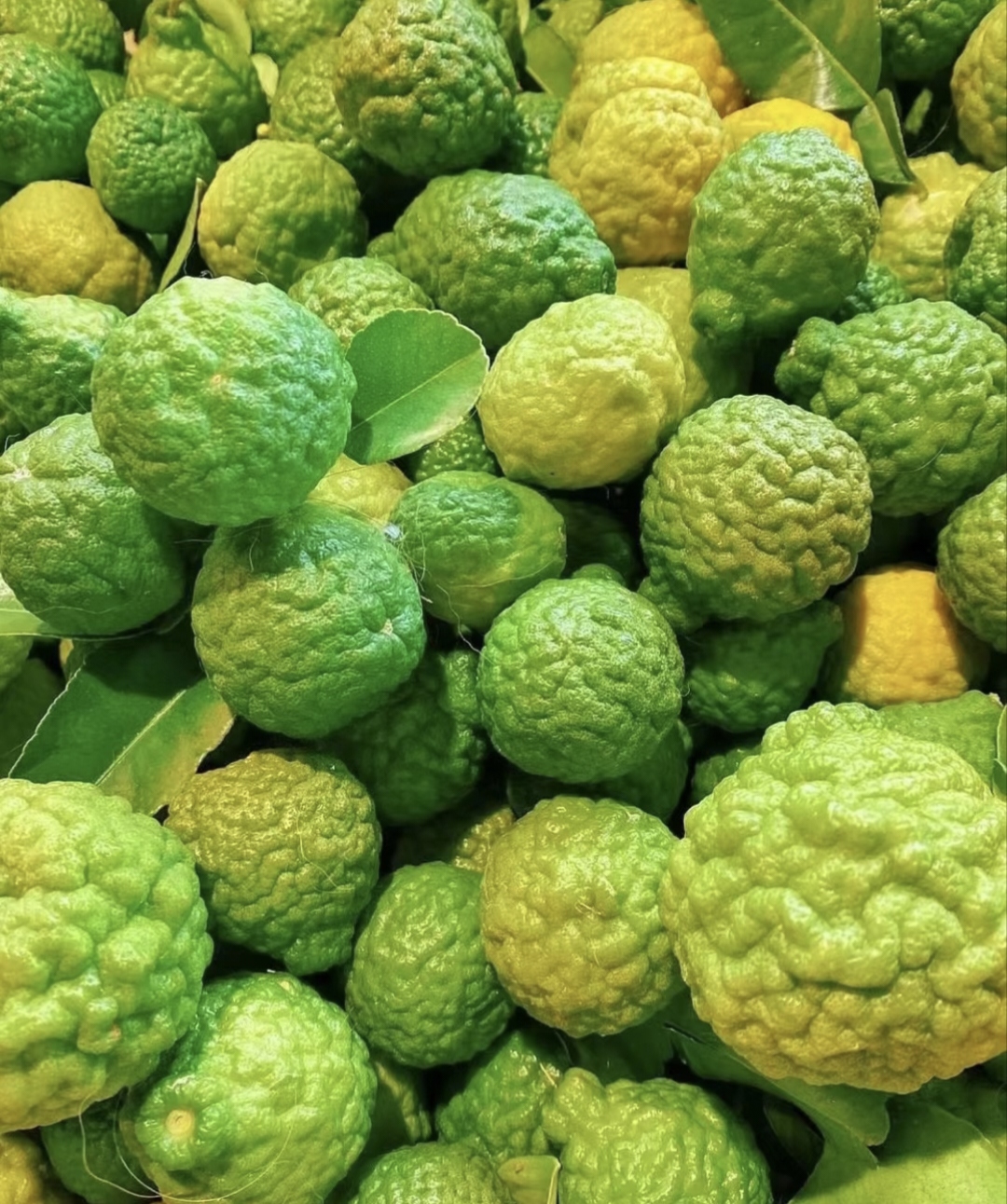 High Survival Rate Lemon Tree Seeds