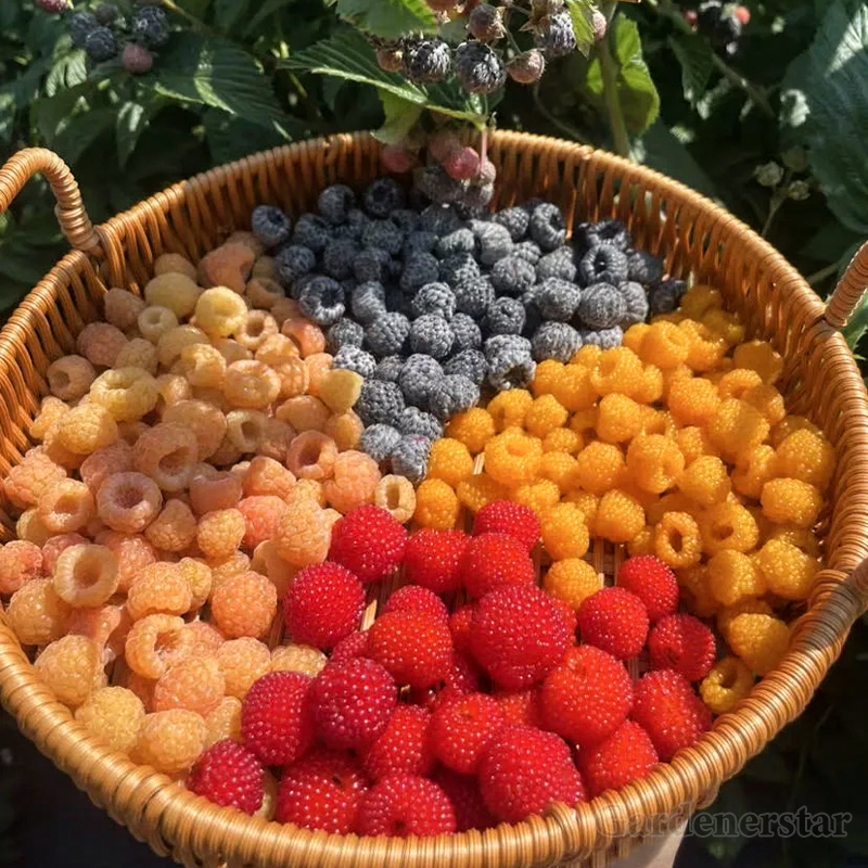 Giant Raspberry Seeds -95% Germination🌱