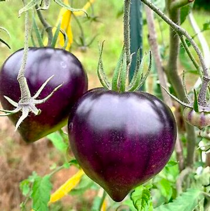 Sgt. Pepper's Tomatoes Seeds - Heirloom