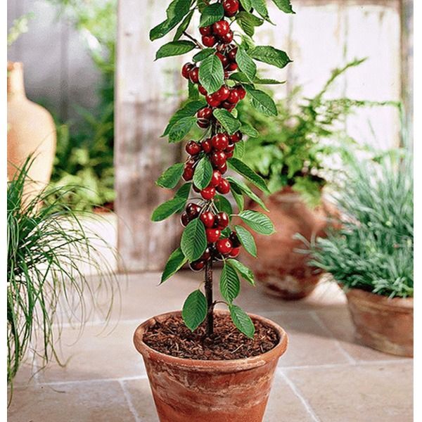 Rainier Cherry Fruit Seeds(Buy 3 Get 1 Free)