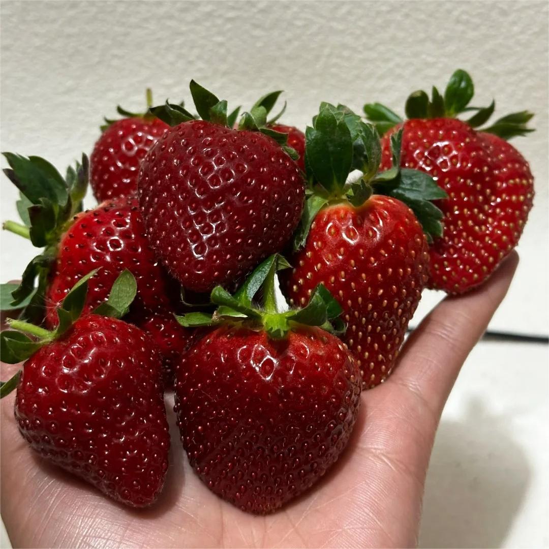 Black Pearl Strawberry Seeds