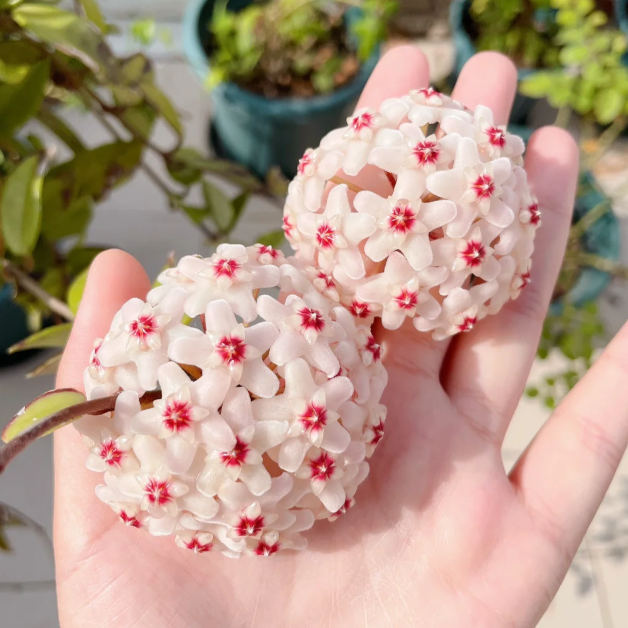 🌟Ball Orchid - Falling Stars From The Sky