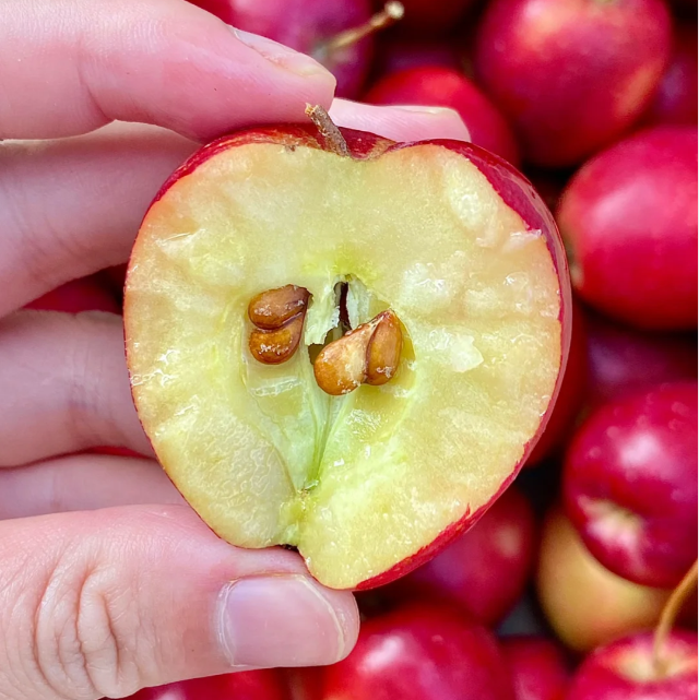 Xantolis Stenosepala Mini Apple Seeds