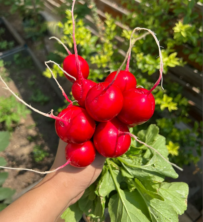 Cherry Fruit Radish Seeds