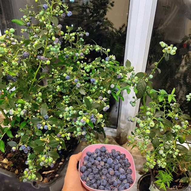 🫐 Sweet Ice Blueberry - Year-Round Harvest - Home Potted Plant - Balcony Backyard