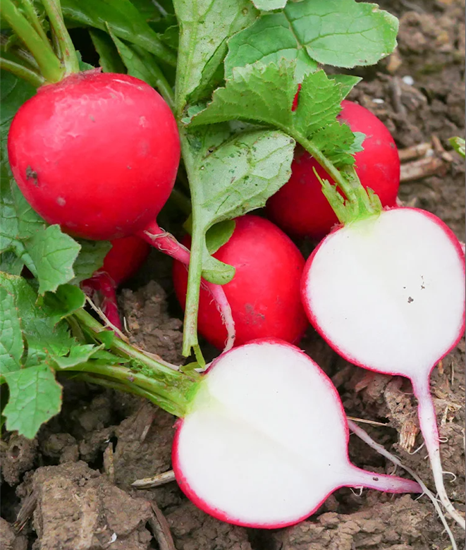 Cherry Fruit Radish Seeds