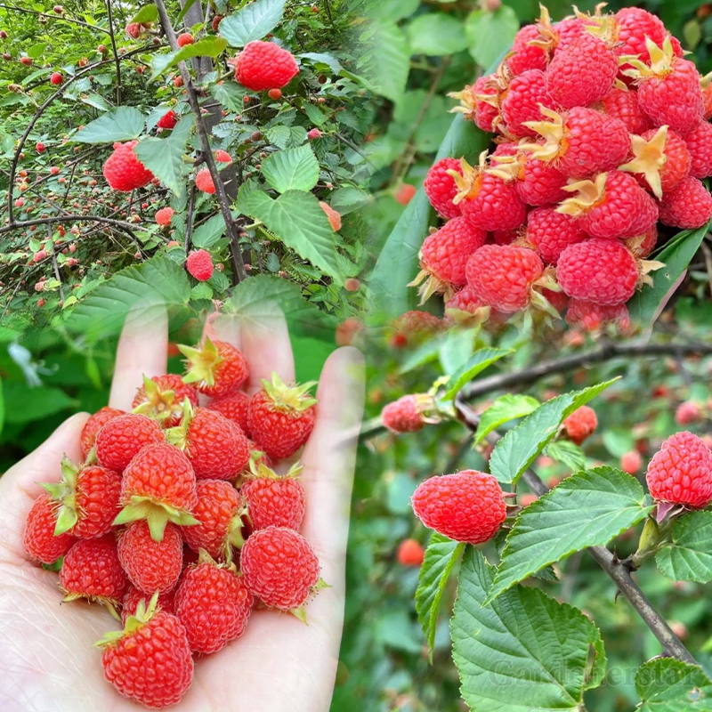 Giant Raspberry Seeds -95% Germination🌱