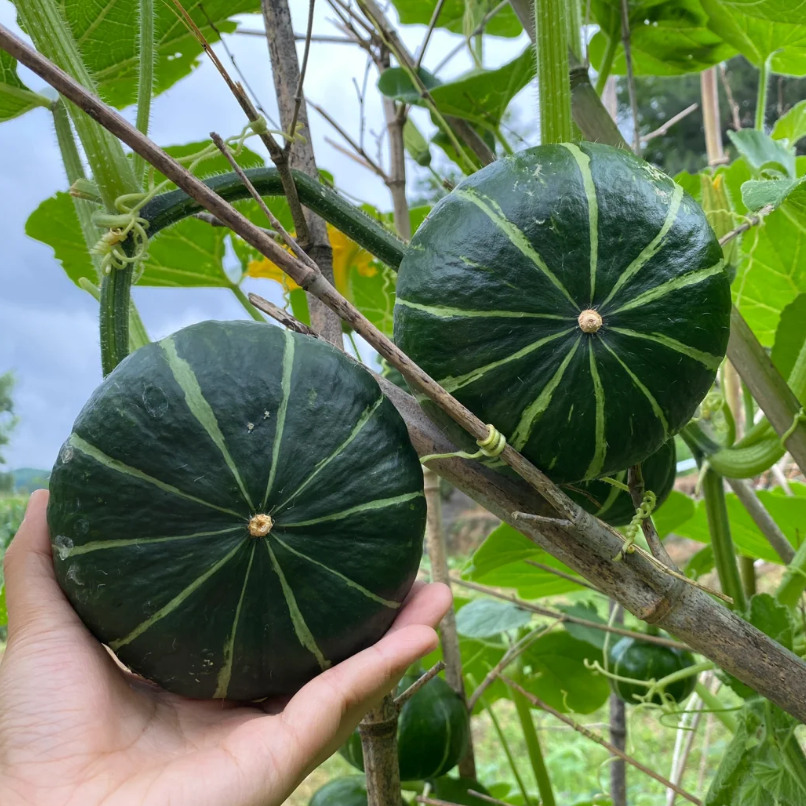 🎃Kabocha Pumpkin Seeds