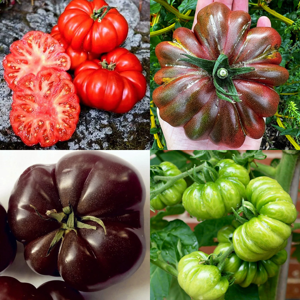 Multicolor Tomato Seeds-No Gmo