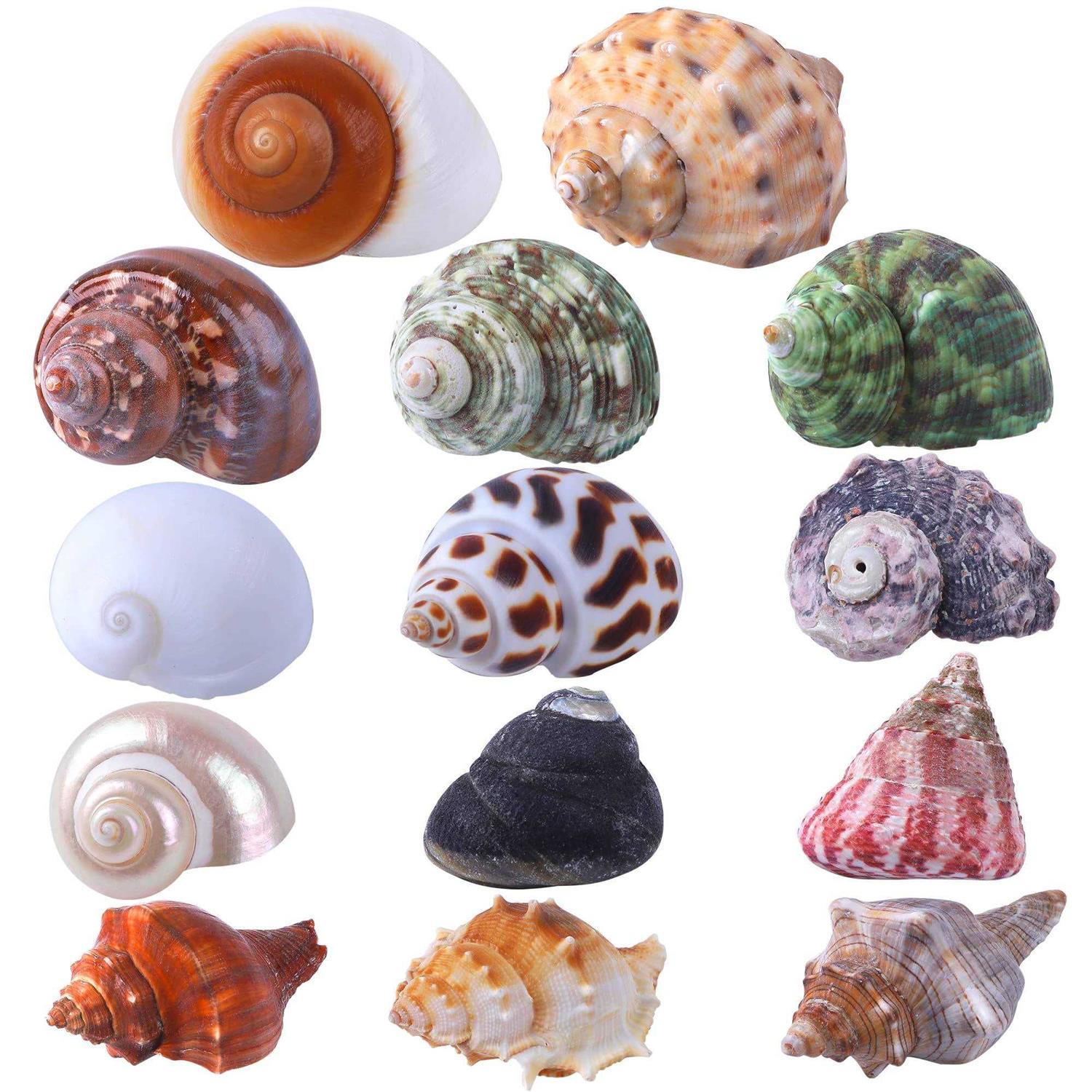 PPCLION 14Pcs 14 Kind Natural Hermit Crab Shells Size 1 3.5