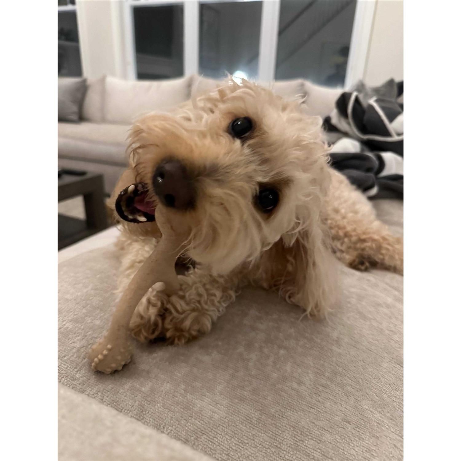 BetterBone Tough Dog Chew Beef