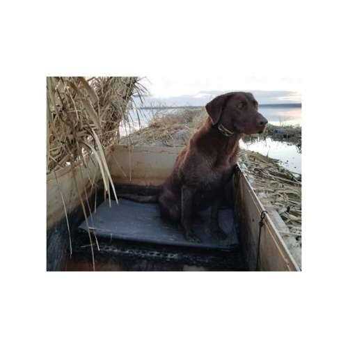 MOmarsh Kennel Cot