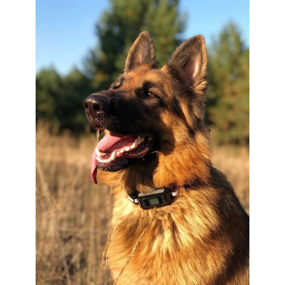 Pawious GPS Dog Fence Wireless Dog Fence, Range 33-1000 Yards