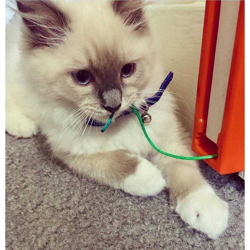 Moody Pet Fling-Ama-String Cat Toy