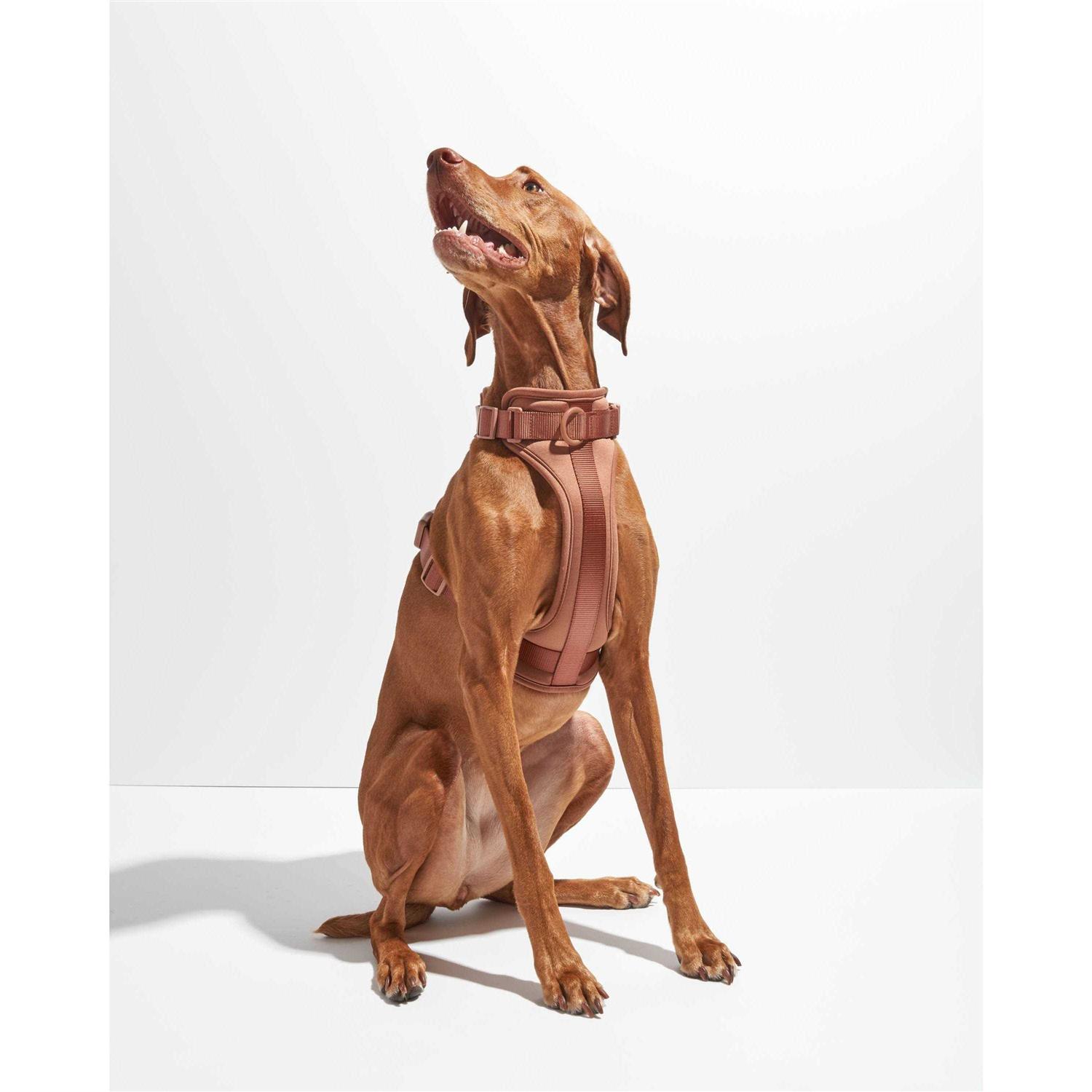 Wild One Dog Harness