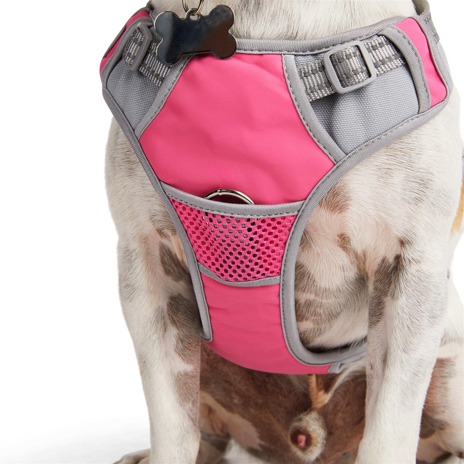 EveryYay Embrace The Pace Reflective Dog Harness