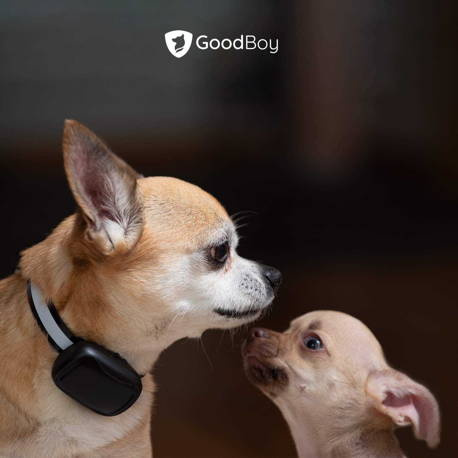 GoodBoy Mini No Shock Remote Collar for Dogs with Beep and Vibration Modes for Pet Behaviour Training