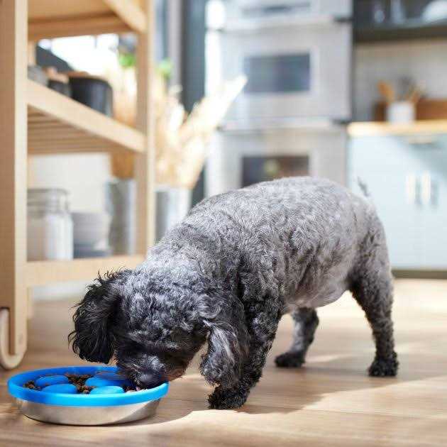 Frisco Paw Design Silicone Stainless Steel Slow Feeder Dog & Cat Bowl