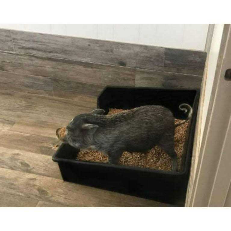 Piggy Poo and Crew Extra Large Litter Box
