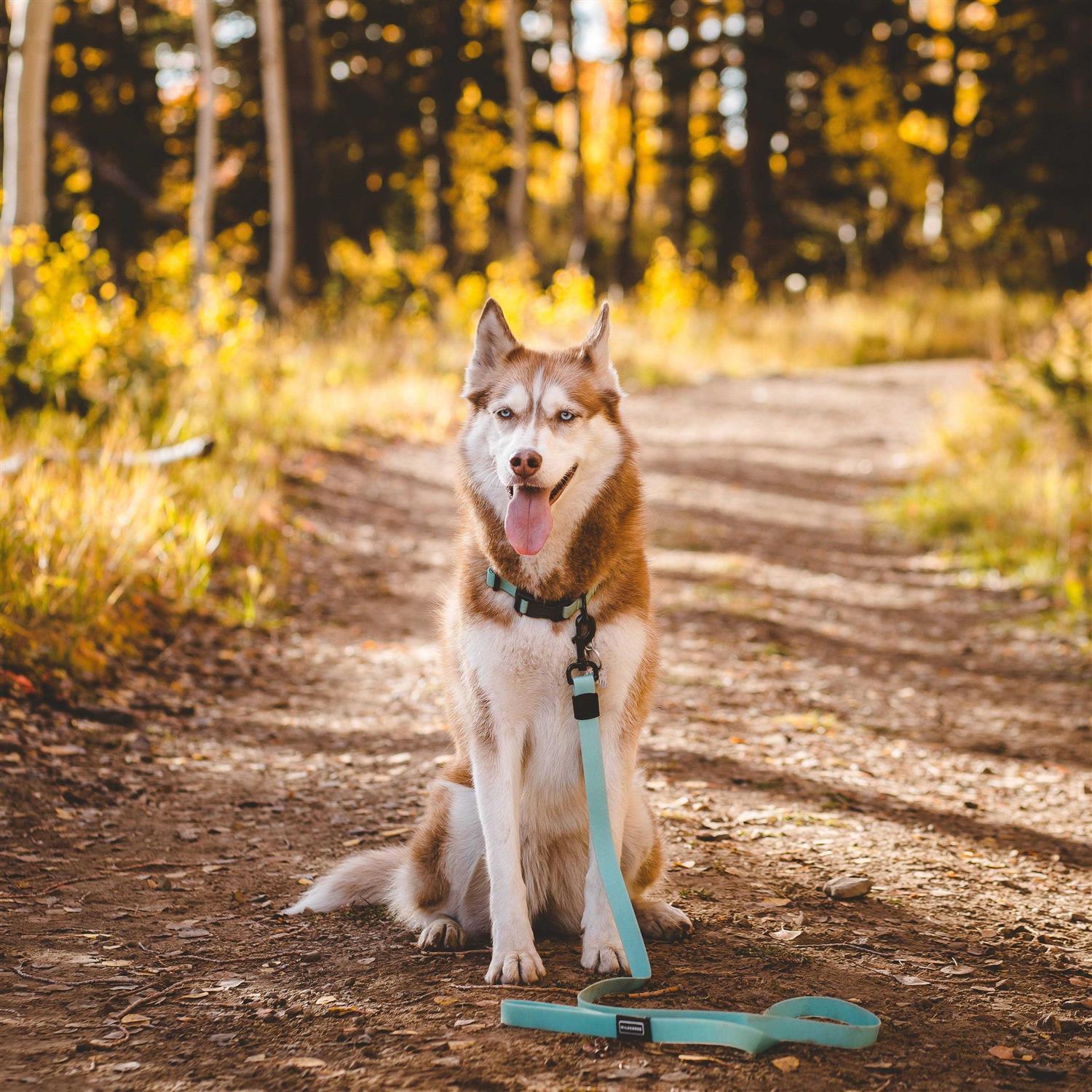 Wilderdog Waterproof Leash