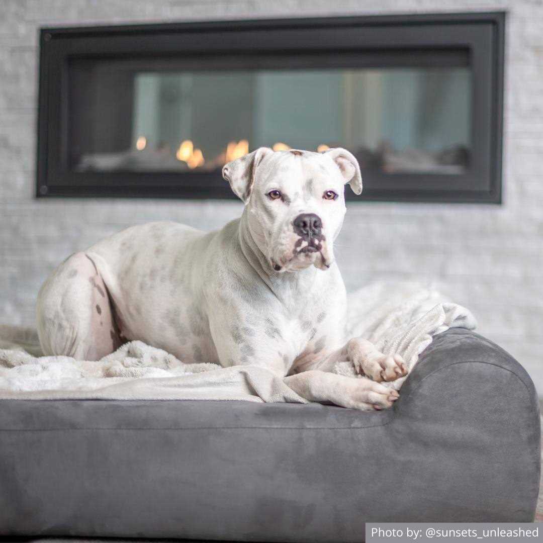 Big Barker Headrest Pillow Top Orthopedic Dog Bed