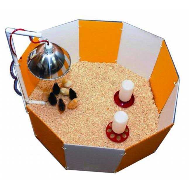 Baby Chick Starter Home Orange & White 3700