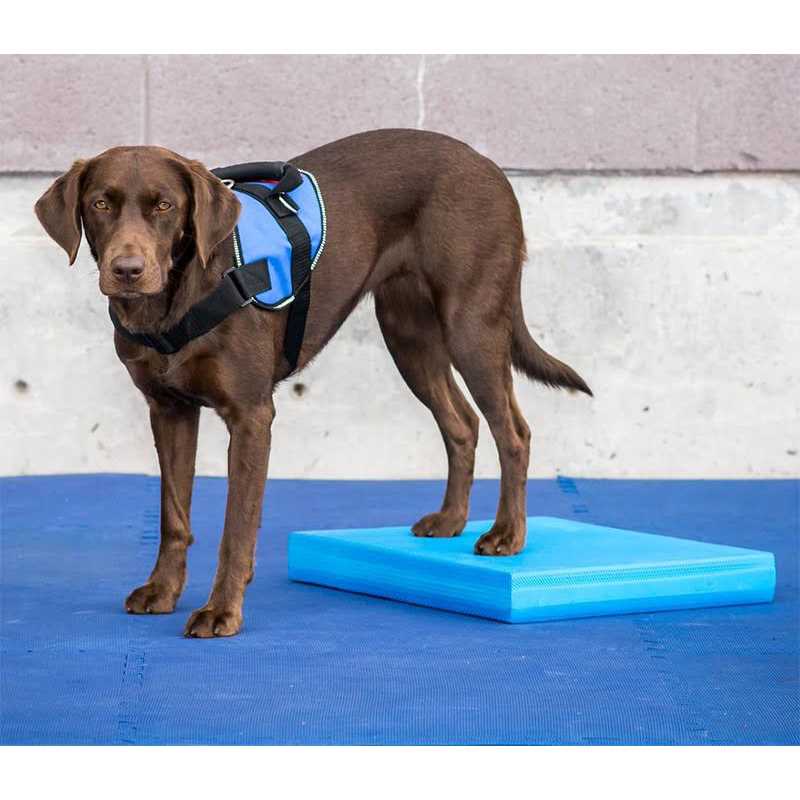 Balance Pad FitPAWS