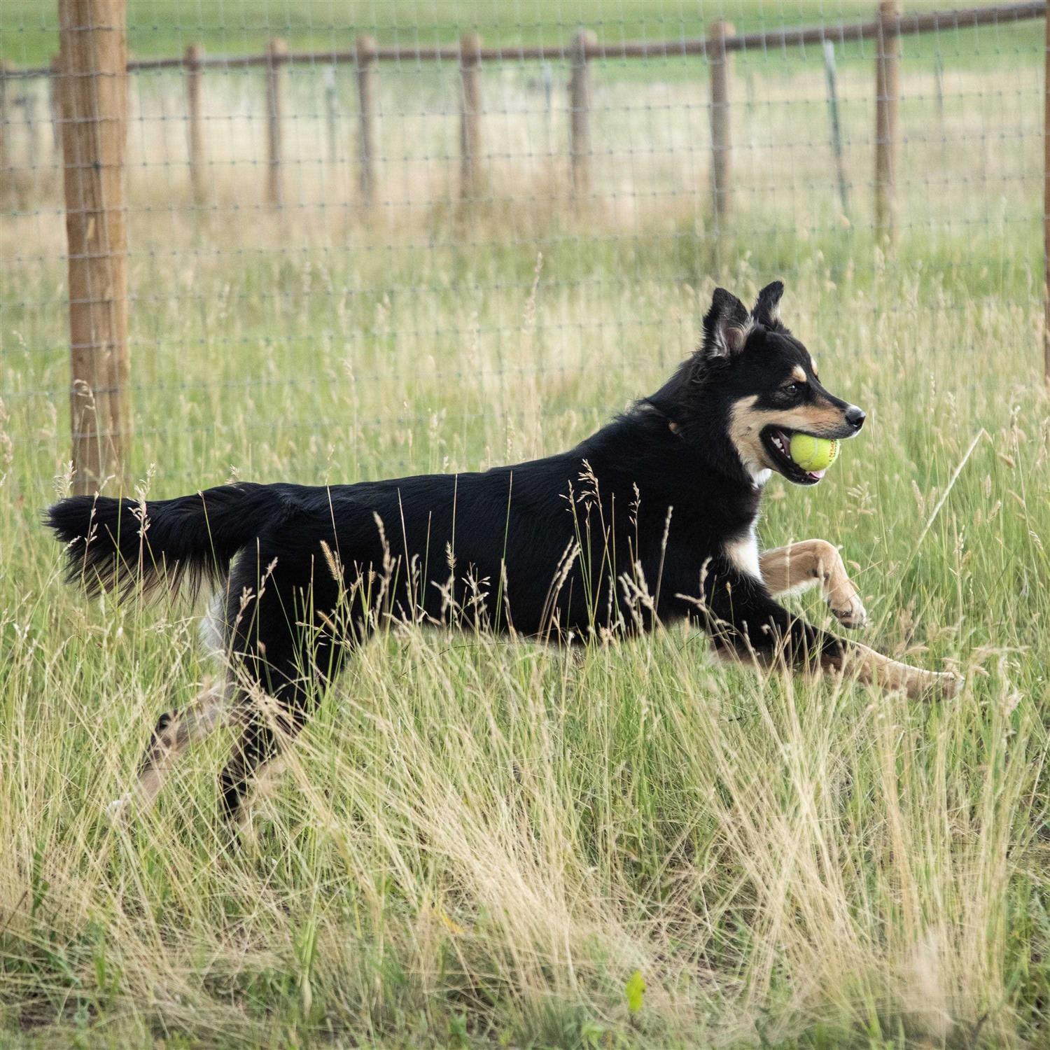 In Clover Connectin Hip & Joint Soft Chews for Large Dogs