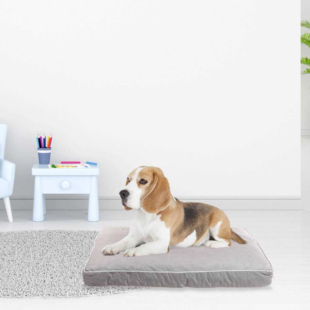 Rae Dunn Rest Orthopedic Pet Bed
