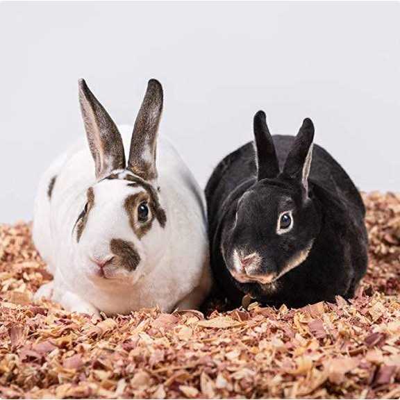 PetsPick Kiln Dried Red Cedar Bedding