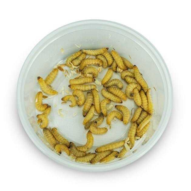 Josh’s Frogs Waxworms Live Feed Reptile Food