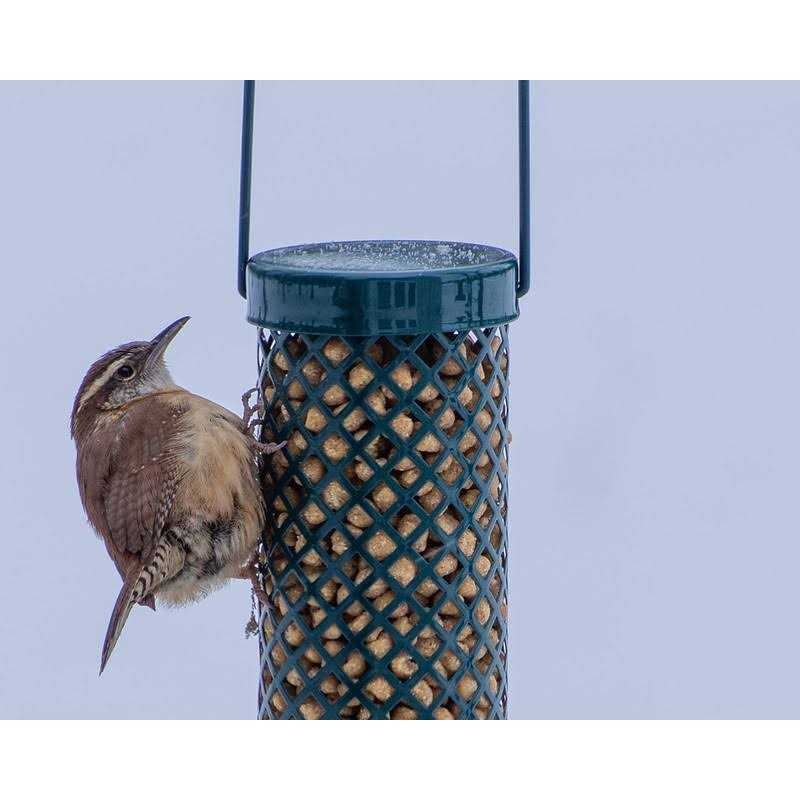 C&s Woodpecker Suet Nuggets No Melt No Waste