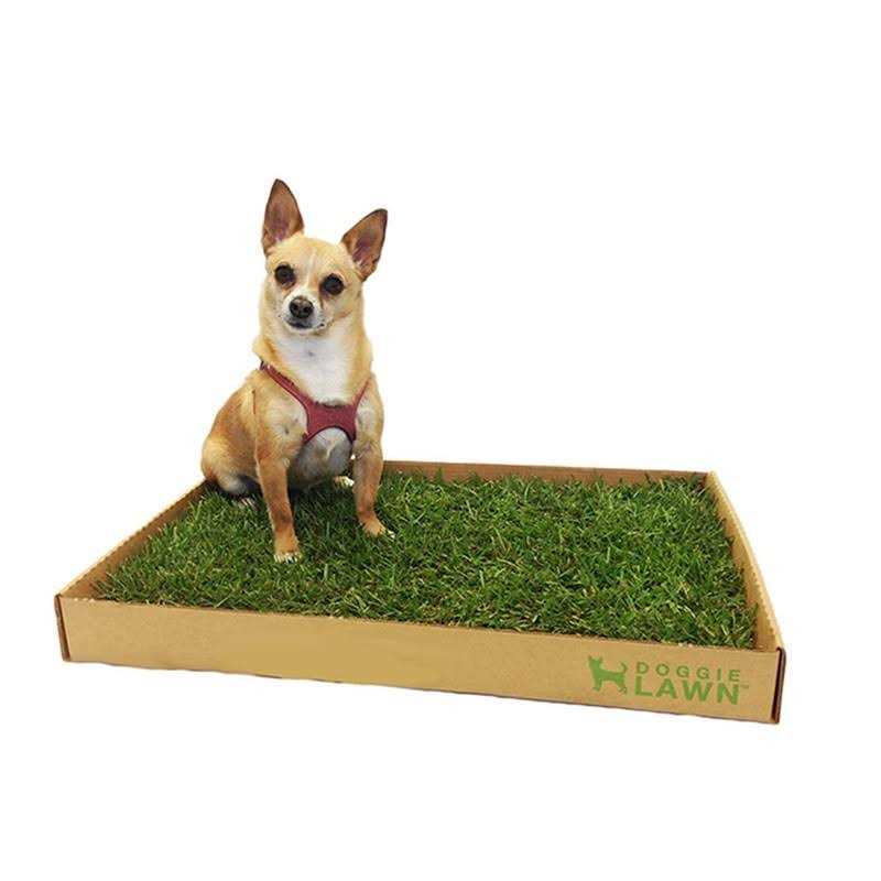 DoggieLawn Real Grass Puppy Pee Pads 24 x Perfect Indoor Litter Box for Dogs