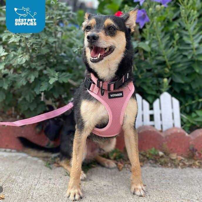 Voyager Step-in Lock Pet Harness All Weather Mesh, Adjustable Step in Harness for Cats and Dogs by Best Pet Supplies